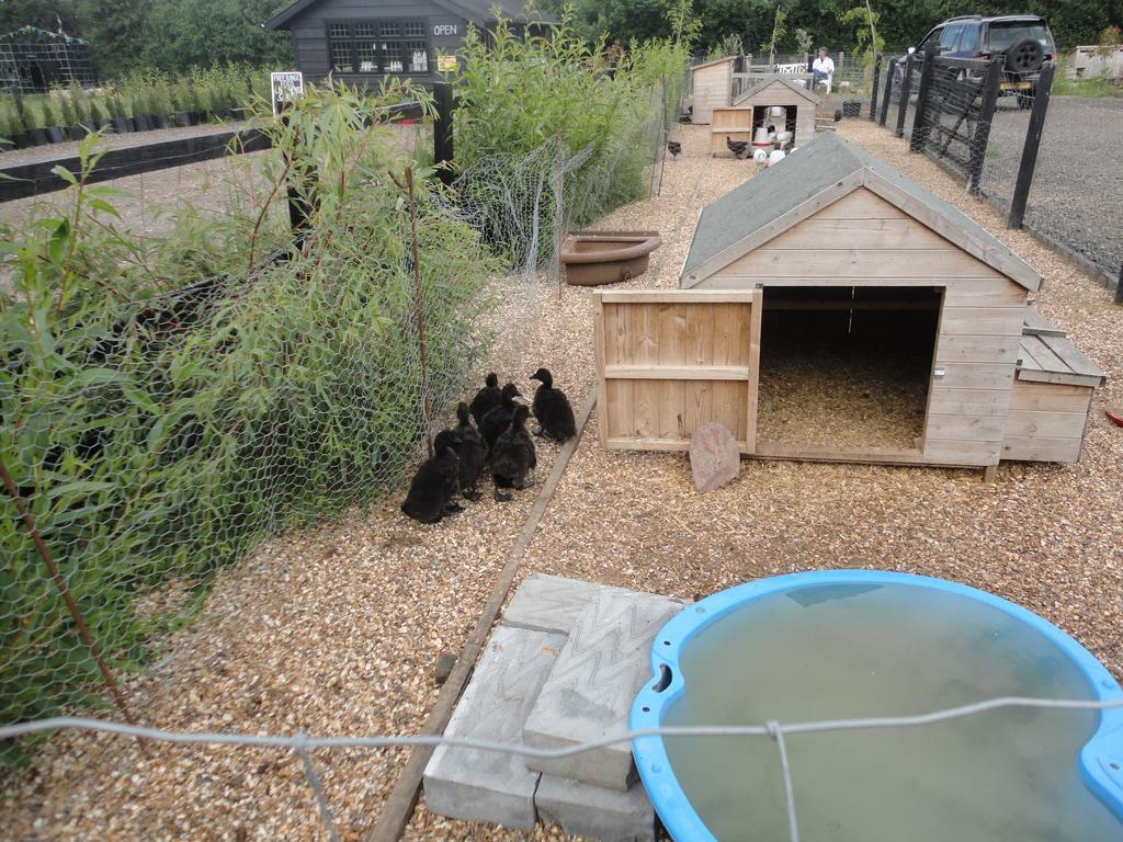 Willow Court Farm Studio East & Petting Farm, 8 Mins To Legoland & Windsor, 15 Mins To Lapland Uk Buitenkant foto