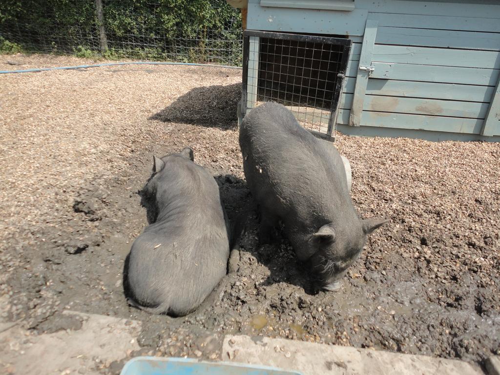 Willow Court Farm Studio East & Petting Farm, 8 Mins To Legoland & Windsor, 15 Mins To Lapland Uk Buitenkant foto