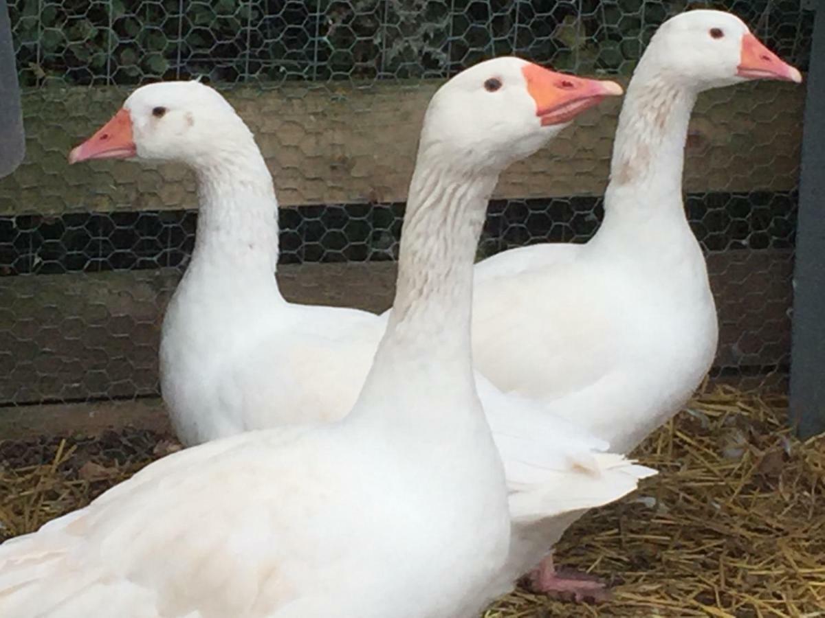 Willow Court Farm Studio East & Petting Farm, 8 Mins To Legoland & Windsor, 15 Mins To Lapland Uk Buitenkant foto