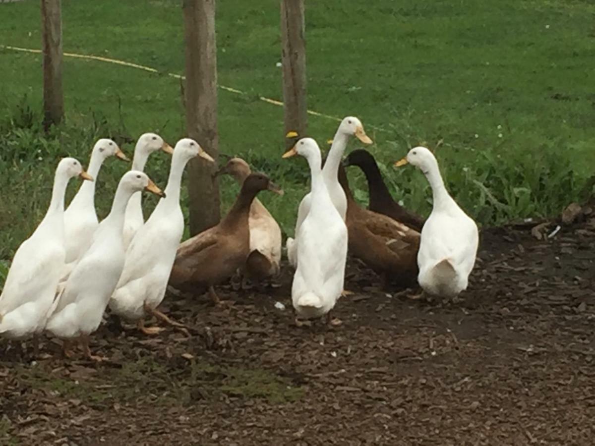 Willow Court Farm Studio East & Petting Farm, 8 Mins To Legoland & Windsor, 15 Mins To Lapland Uk Buitenkant foto