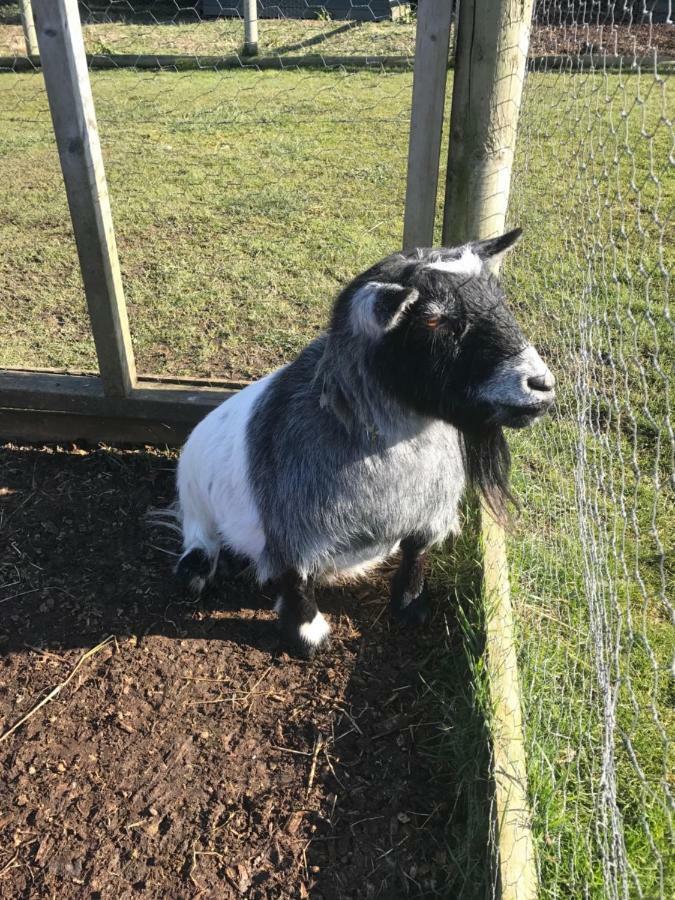 Willow Court Farm Studio East & Petting Farm, 8 Mins To Legoland & Windsor, 15 Mins To Lapland Uk Buitenkant foto