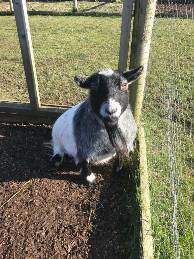 Willow Court Farm Studio East & Petting Farm, 8 Mins To Legoland & Windsor, 15 Mins To Lapland Uk Buitenkant foto